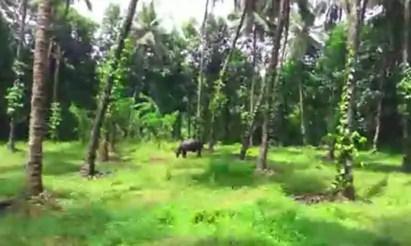 ആറളം ഭൂമി പാട്ടം; ആദിവാസി ക്ഷേമസമിതി സമരത്തിലേക്ക് ആറളം ഭൂമി പാട്ടം; ആദിവാസി ക്ഷേമസമിതി സമരത്തിലേക്ക്