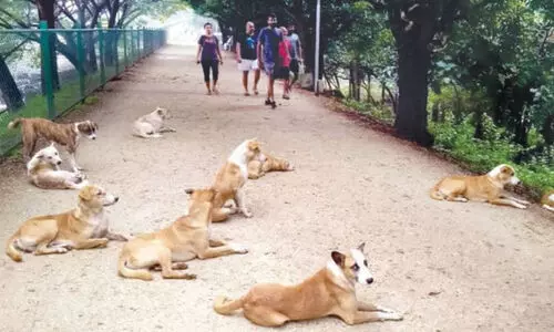 കു​ക്ക​ര​ഹ​ള്ളി ത​ടാ​ക പ​രി​സ​ര​ത്ത് പ​ക്ഷി​മൃ​ഗാ​ദി​ക​ൾ​ക്ക് തീ​റ്റ ന​ൽ​കു​ന്ന​ത് നി​രോ​ധി​ച്ചു