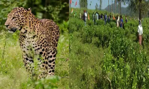 വയനാട്ടിൽ പുനരധിവാസത്തിന് തെരഞ്ഞെടുത്ത എൽസ്റ്റൻ എസ്റ്റേറ്റിൽ പുള്ളിപുലി