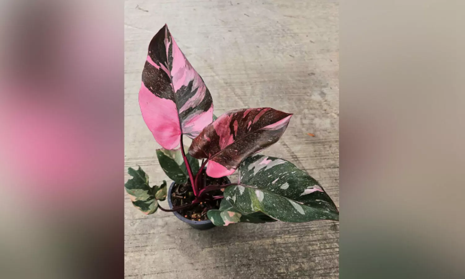 പൂന്തോട്ടത്തിലെ രാജകുമാരി