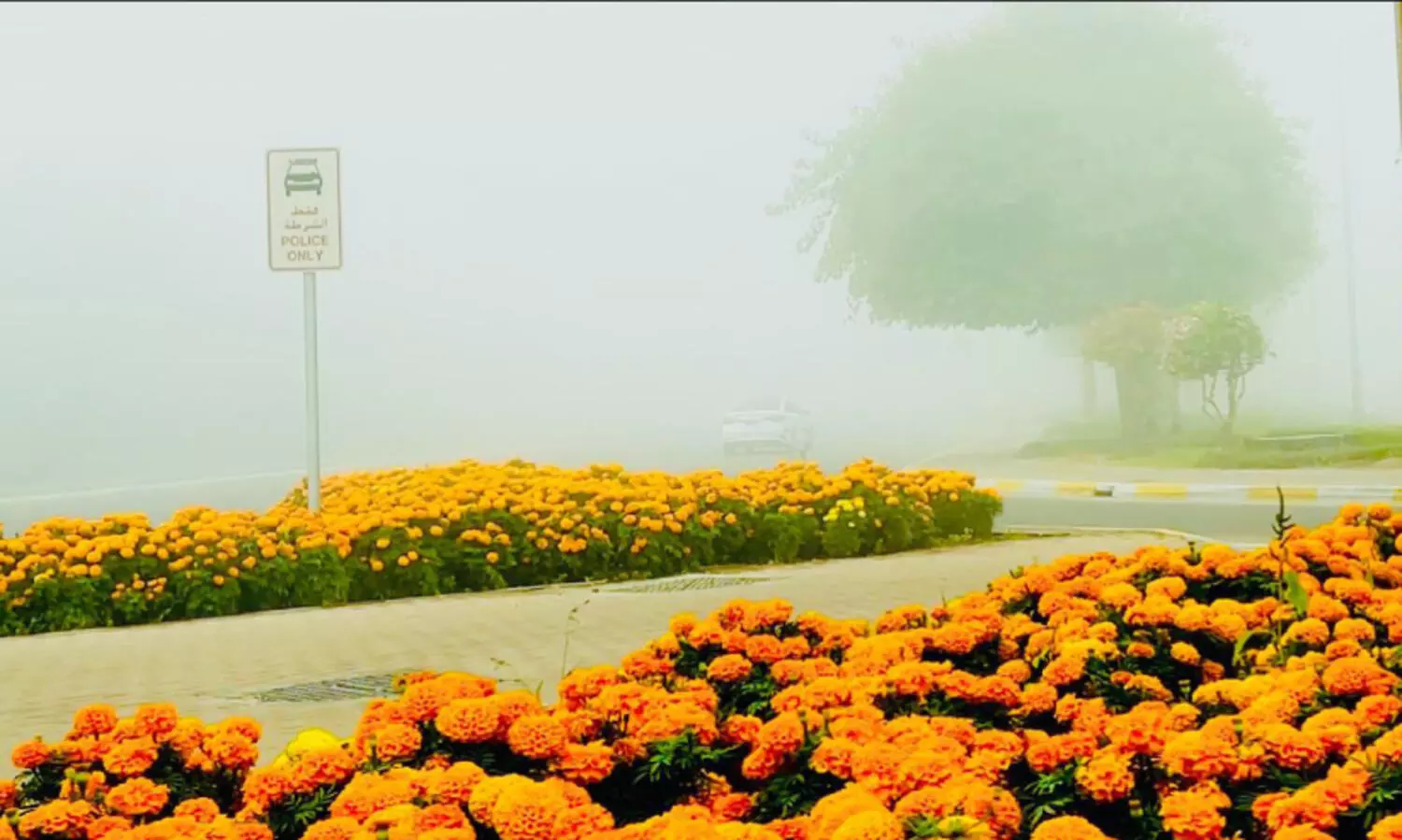 അ​ൽ​ഐ​നി​ൽ പൂ​ക്കാ​ലം വ​ര​വാ​യ്​