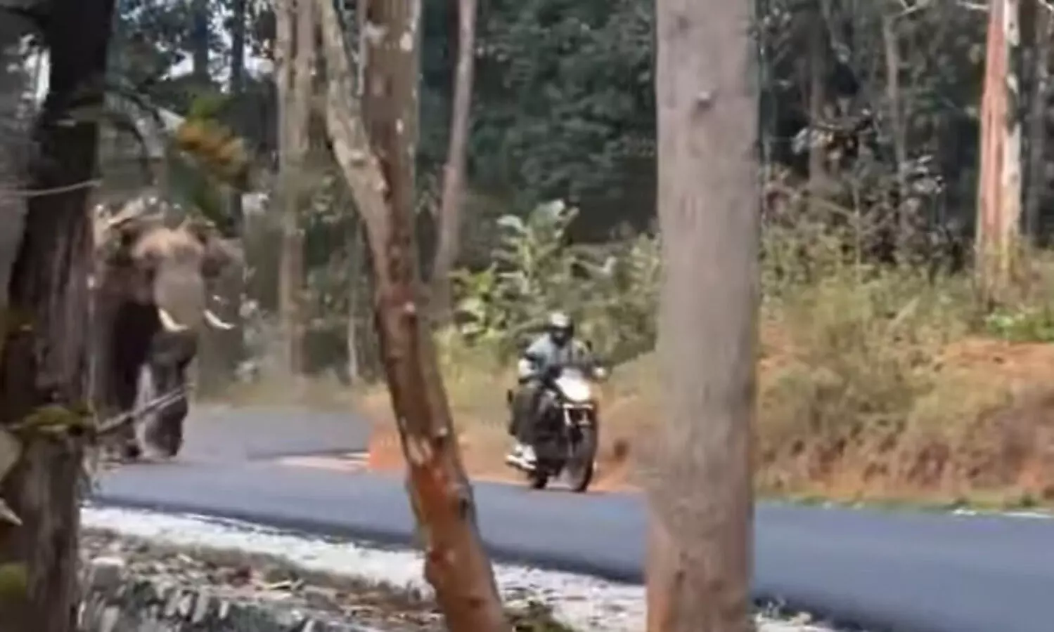 ഞെട്ടിക്കുന്ന ദൃശ്യങ്ങൾ; ബൈക്കിൽ അമ്മയും കുഞ്ഞും, പാഞ്ഞടുത്ത് കാട്ടാന