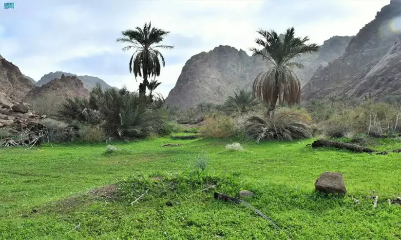 സം​ര​ക്ഷി​ത പ്ര​ദേ​ശ​ങ്ങ​ളി​ലെ വേ​ലി മു​റി​ക്കു​ക​യോ കേ​ടു​വ​രു​ത്തു​ക​യോ   ചെ​യ്താ​ൽ ഒ​രു ല​ക്ഷം റി​യാ​ൽ പി​ഴ