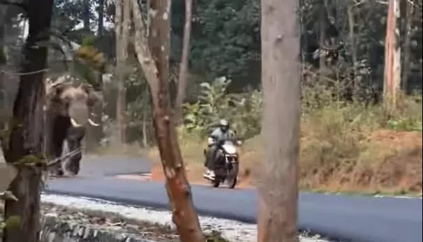 ഞെട്ടിക്കുന്ന ദൃശ്യങ്ങൾ; ബൈക്കിൽ അമ്മയും കുഞ്ഞും, പാഞ്ഞടുത്ത് കാട്ടാന