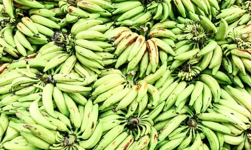 നേന്ത്രക്കായ​ വില വർധന; കർഷകർക്ക്​ ആശ്വാസം