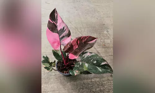 പൂന്തോട്ടത്തിലെ രാജകുമാരി