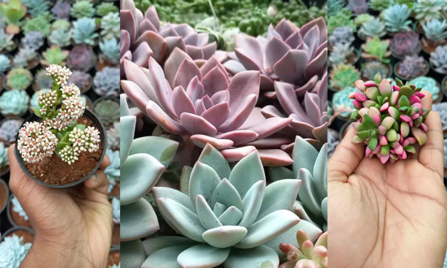 പൂന്തോട്ടമാക്കാം വീടും മനസ്സും