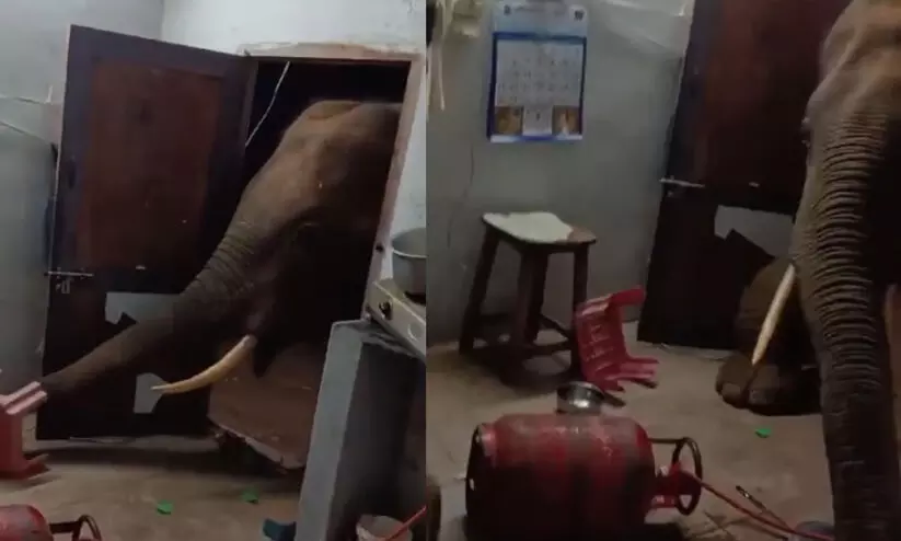 അടുക്കളയിലേക്ക് എത്തി കാട്ടാന; അരിയുമായി കടന്നു -VIDEO