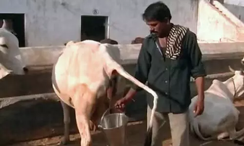 ഗോമൂത്രം സുരക്ഷിതമല്ല; ദോഷകരമായ 14 തരം ബാക്ടീരിയകൾ കണ്ടെത്തിയതായി ഐ.വി.ആർ.ഐ