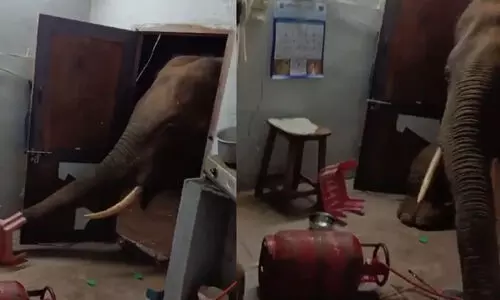 അടുക്കളയിലേക്ക് എത്തി കാട്ടാന; അരിയുമായി കടന്നു -VIDEO