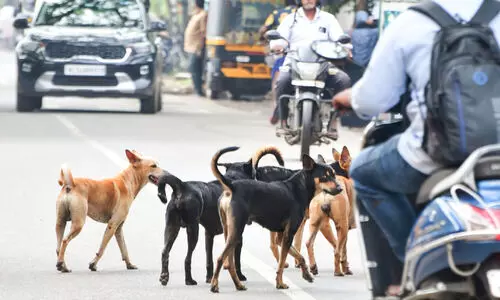 പട്ടി​ ഉണ്ട്​, സൂക്ഷിക്കുക; ഇത്​ ആലപ്പുഴ റെയിൽവേ സ്​റ്റേഷൻ
