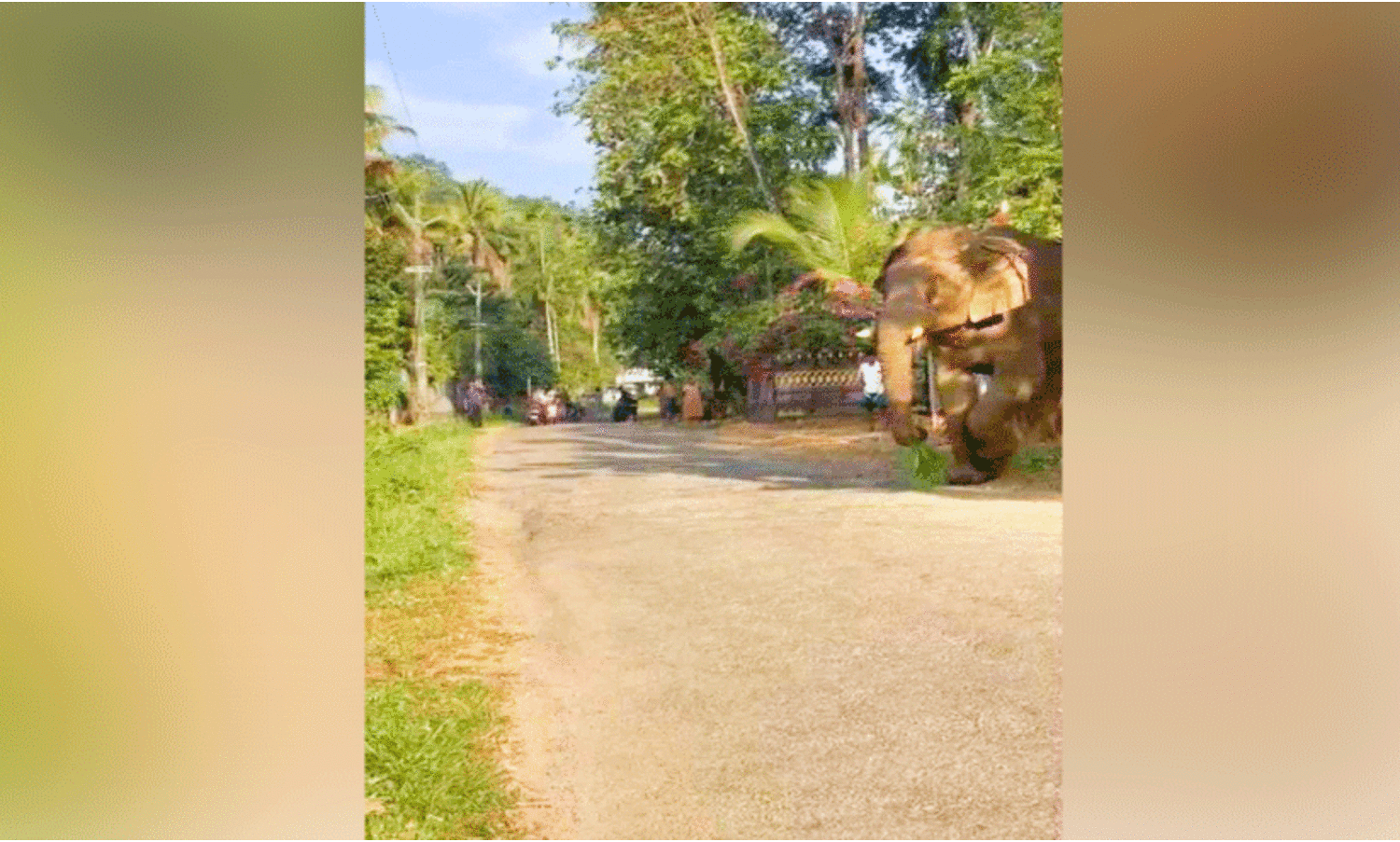 പട്ടാപ്പകൽ ജനവാസ മേഖലയിൽ കാട്ടാന