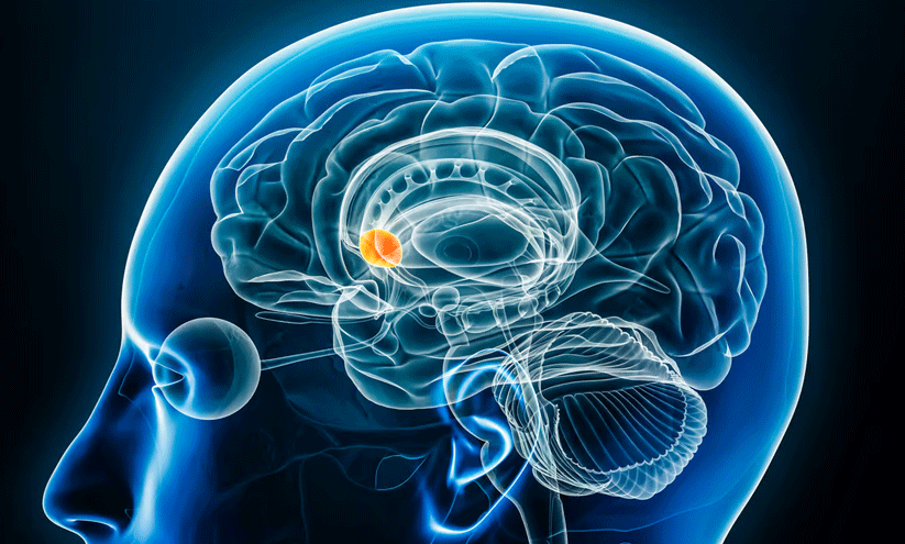സ​ന്തോ​ഷ വ​ർ​ഷ​ത്തി​ന് നാച്വറൽ ഡോ​പ​മി​ൻ ബൂ​സ്റ്റ​ർ ടി​പ്സ്