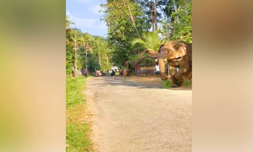 പട്ടാപ്പകൽ ജനവാസ മേഖലയിൽ കാട്ടാന പട്ടാപ്പകൽ ജനവാസ മേഖലയിൽ കാട്ടാന