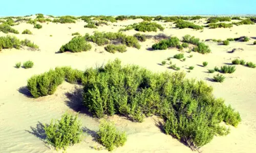 desert herbs