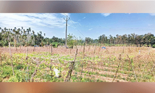 പ​ച്ച​ക്ക​റി കൃഷി ചേ​ല​ക്ക​ര​യു​ടെ പ്രതാപത്തിന് മങ്ങൽ