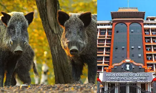 Wild Attack -High Court