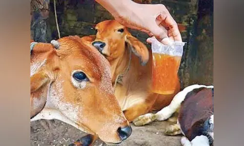 ഗോ​മൂ​ത്ര​ത്തി​ന് ഔ​ഷ​ധ​ഗു​ണ​വും രോ​ഗ​പ്ര​തി​രോ​ധ ശേ​ഷി​യും; അവകാശവാദത്തിൽ ഉറച്ച് മദ്രാസ് ​ഐ.ഐ.ടി ഡയറക്ടർ