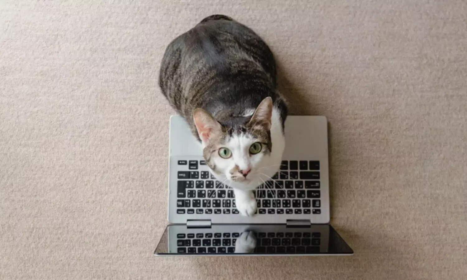 പൂച്ചക്ക് പറ്റിയ ചെറിയ കൈയ്യബദ്ധം..!; വളർത്തുപൂച്ച കാരണം ജോലിയും ബോണസും നഷ്ടപ്പെട്ട് ചൈനീസ് യുവതി