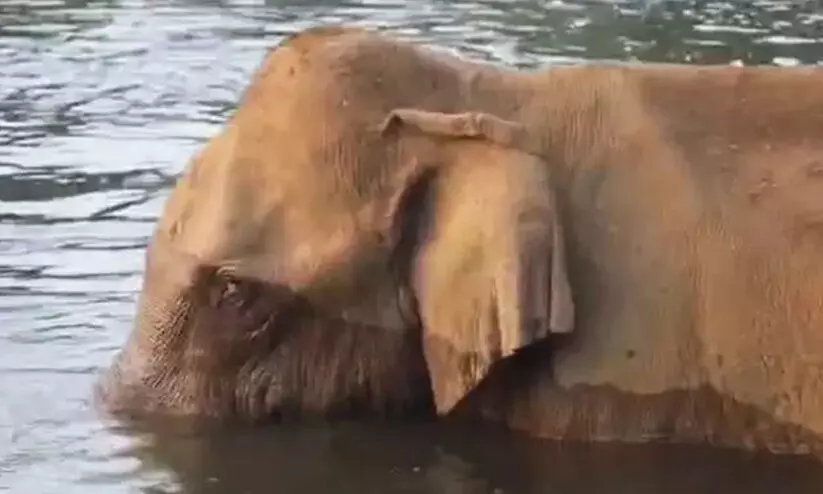 അതിരപ്പിളളിയിൽ മസ്തകത്തിൽ മുറിവേറ്റ നിലയിൽ കണ്ടെത്തിയ കാട്ടാനയെ മയക്കുവെടി വെക്കാൻ ഉത്തരവ്