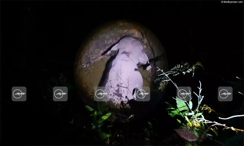 Malappuram Wild Elephant Malappuram Wild Elephant