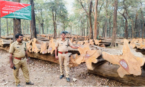 അരുവാക്കോട് ഡിപ്പോയിൽ ചരിത്ര തേക്കുകൾ ലേലത്തിന്
