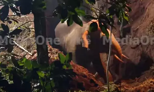 22 മണിക്കൂർ നീണ്ട രക്ഷാദൗത്യം; ഒടുവിൽ കിണറ്റിൽ വീണ ആന കരകയറി