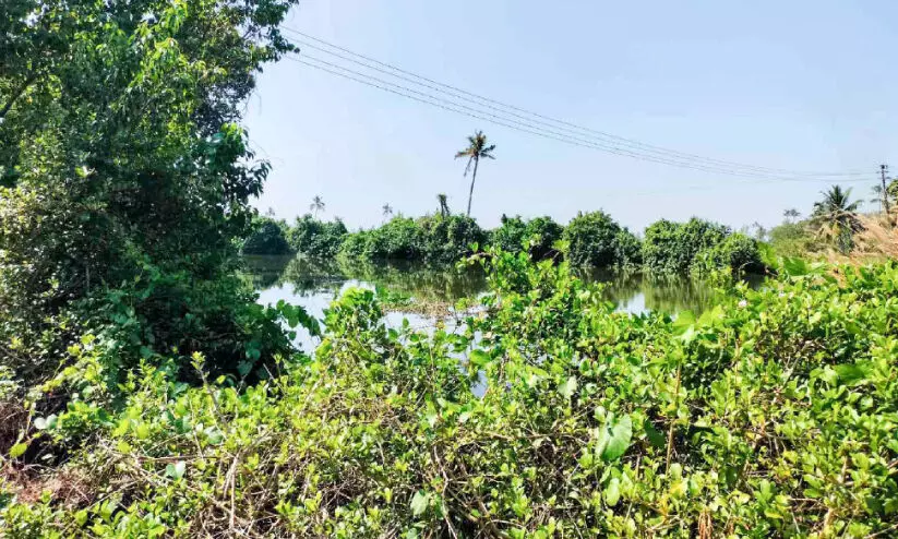 നെൽകൃഷിയും മത്സ്യകൃഷിയുമില്ല; കാടുകയറി ഇളയപാടം പാടശേഖരം