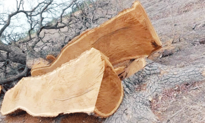 സ​ലാ​ല​യി​ലെ അ​ന​ധി​കൃ​ത മ​രം മു​റി​; മൂ​ന്ന് ട​ൺ ത​ടി ക​ണ്ടു​കെ​ട്ടി