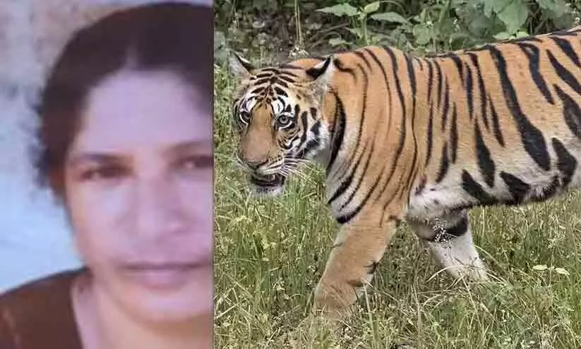 Wayanad Tiger Attack