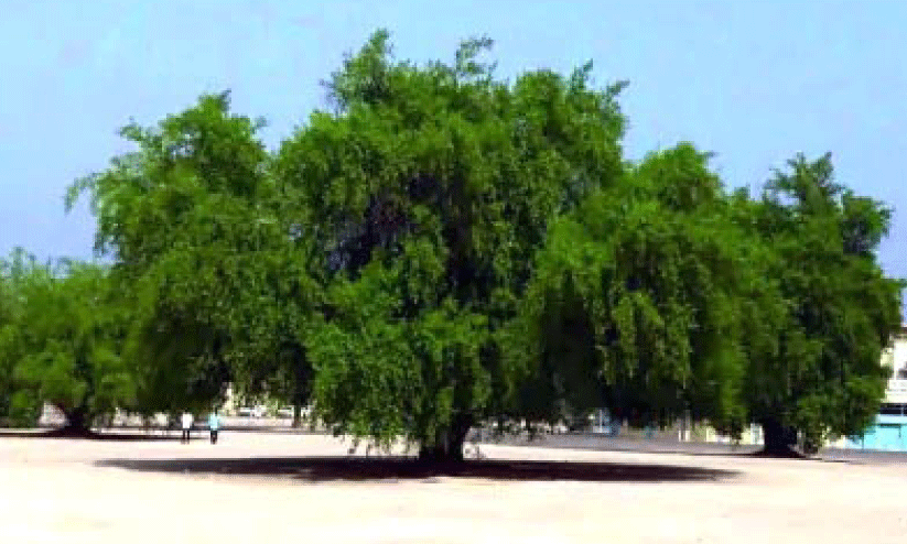 പഴയ മരങ്ങൾക്ക് തിരിച്ചറിയൽ കോഡ് പഴയ മരങ്ങൾക്ക് തിരിച്ചറിയൽ കോഡ്