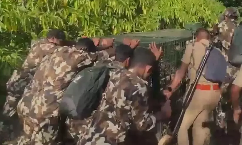 കടുവയെ പിടികൂടാൻ കൂട് സ്ഥാപിച്ചു; പ്രദേശത്ത് നിരോധനാജ്ഞ; മാനന്തവാടിയിൽ നാളെ യു.ഡി.എഫ് ഹർത്താൽ കടുവയെ പിടികൂടാൻ കൂട് സ്ഥാപിച്ചു; പ്രദേശത്ത് നിരോധനാജ്ഞ; മാനന്തവാടിയിൽ നാളെ യു.ഡി.എഫ് ഹർത്താൽ