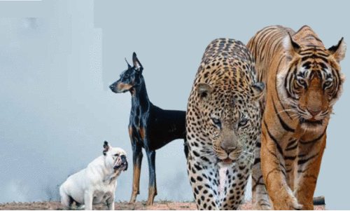 അപകടകാരികളെ രജിസ്റ്റർ ചെയ്യാം; വിവര ശേഖരണവുമായി മന്ത്രാലയം