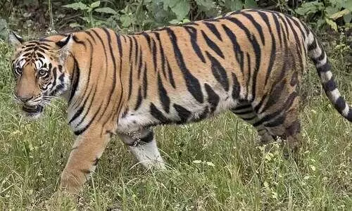 Tiger Image Tiger Image