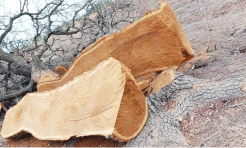 സ​ലാ​ല​യി​ലെ അ​ന​ധി​കൃ​ത മ​രം മു​റി​; മൂ​ന്ന് ട​ൺ ത​ടി ക​ണ്ടു​കെ​ട്ടി