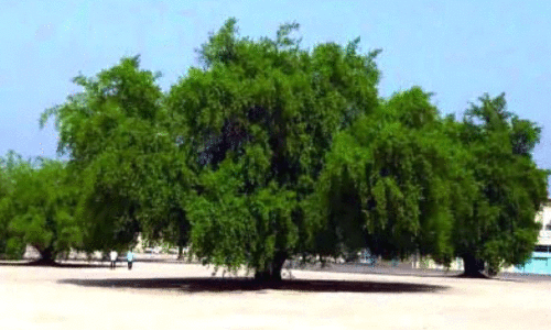 പ​ഴ​യ മ​ര​ങ്ങ​ൾ​ക്ക് തി​രി​ച്ച​റി​യ​ൽ കോ​ഡ്