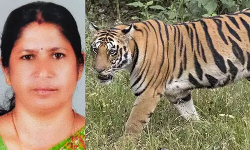 tiger attack -Radha.jpg