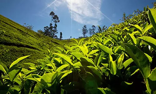 സപ്ലൈകോ തേയില ലേല തട്ടിപ്പ് വ്യാജ കമ്പനികളുടെ മറവിൽ; നഷ്ടം 8.91 കോടി