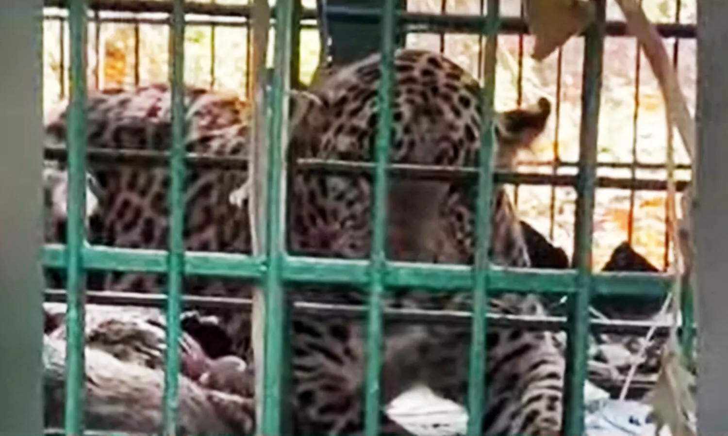 Koodaranji Leopard Captured