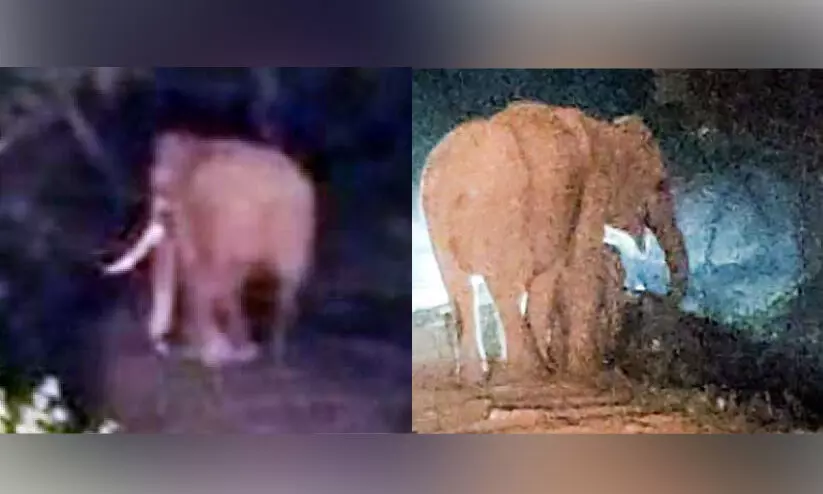 ചിന്നക്കനാലിൽ കാട്ടാന ശല്യം രൂക്ഷം; കാട്ടാനകൾ ജനവാസ മേഖലയിൽ തമ്പടിക്കുന്നു ചിന്നക്കനാലിൽ കാട്ടാന ശല്യം രൂക്ഷം; കാട്ടാനകൾ ജനവാസ മേഖലയിൽ തമ്പടിക്കുന്നു