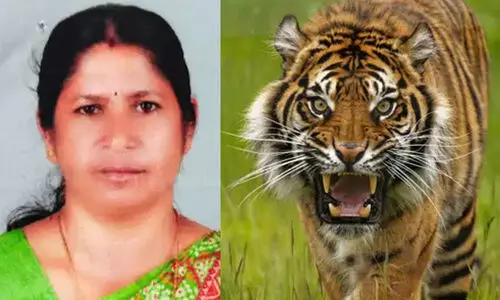 tiger attack 098987a