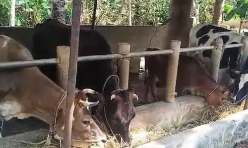 വേ​ന​ൽ കടുത്തു; പാ​ൽ ഉൽ​പാ​ദ​നം ഗ​ണ്യ​മാ​യി കു​റ​യു​ന്നു