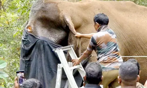 Injured Wild Elephant