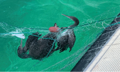 വ​ലി​ച്ചെ​റി​യ​രു​തേ… ജീ​വ​ന്റെ വി​ല​യു​ണ്ട്