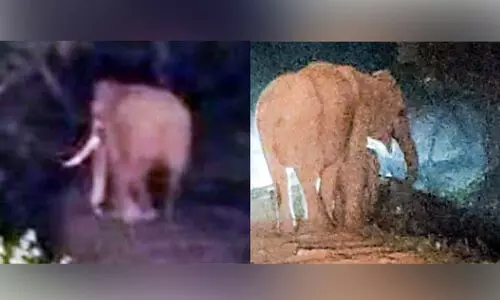 ചി​ന്ന​ക്ക​നാ​ലി​ൽ കാ​ട്ടാ​ന ശ​ല്യം രൂ​ക്ഷം; കാ​ട്ടാ​ന​ക​ൾ ജ​ന​വാ​സ മേ​ഖ​ല​യി​ൽ ത​മ്പ​ടി​ക്കു​ന്നു