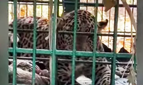 Koodaranji Leopard Captured