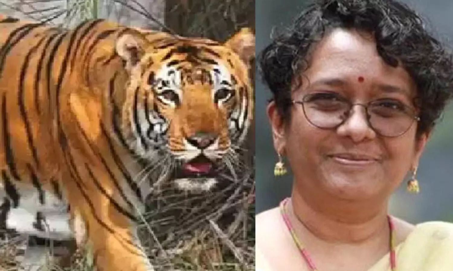 കടുവയെ വെടിവെച്ച് കൊല്ലാൻ പൊലീസിലെ ഷാര്‍പ്പ് ഷൂട്ടര്‍മാര്‍ ഉള്‍പ്പെടെ പത്തംഗം സംഘത്തെ നിയോഗിച്ചു- ചീഫ് സെക്രട്ടറി