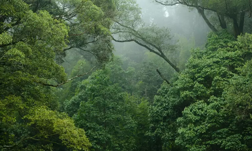 സർക്കാർ നടപടിയിൽ ദുരൂഹത; നിർദിഷ്ട സംരക്ഷിത വനം മൂന്നാർ ടൗൺ ചുറ്റി സർക്കാർ നടപടിയിൽ ദുരൂഹത; നിർദിഷ്ട സംരക്ഷിത വനം മൂന്നാർ ടൗൺ ചുറ്റി