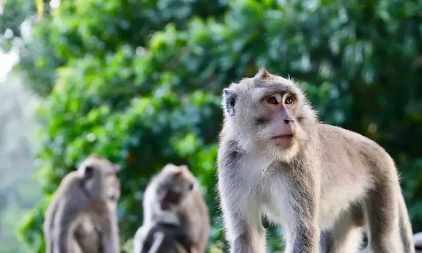 കുരങ്ങന്മാർ ടെറസിൽനിന്ന് തള്ളിയിട്ടു; വിദ്യാർഥിനിക്ക് ദാരുണാന്ത്യം കുരങ്ങന്മാർ ടെറസിൽനിന്ന് തള്ളിയിട്ടു; വിദ്യാർഥിനിക്ക് ദാരുണാന്ത്യം