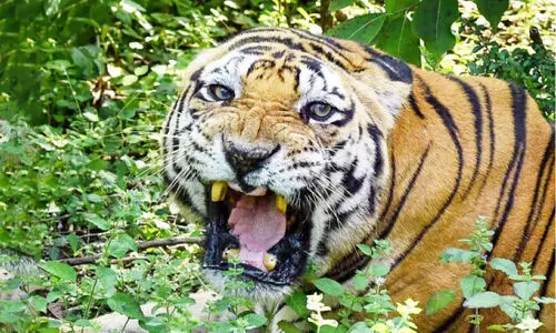 തിരിച്ചടിയായി കേന്ദ്ര നിയമം; കടുവ ‘നരഭോജി’യെങ്കിൽ മാത്രം വെടി, അല്ലെങ്കിൽ സാധ്യത മയക്കുവെടി